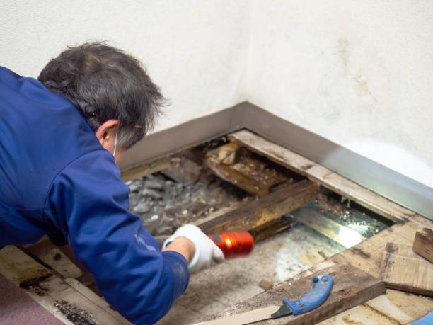 Best Residential Mold Remediation in Rockford, MI