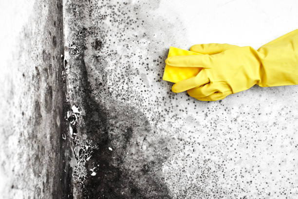 Best Residential Mold Remediation in Rockford, MI