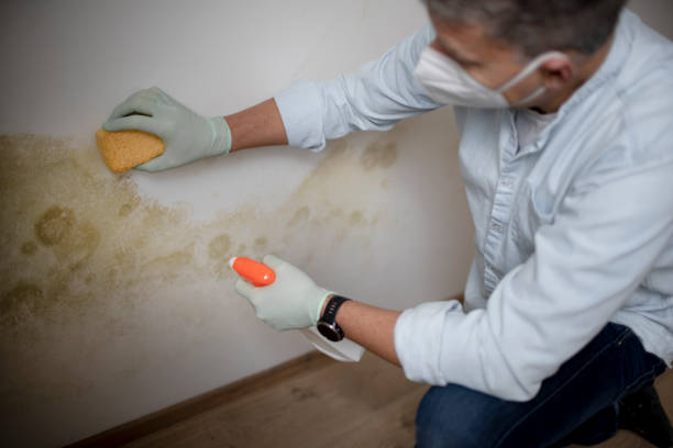 Best Industrial Mold Remediation in Rockford, MI